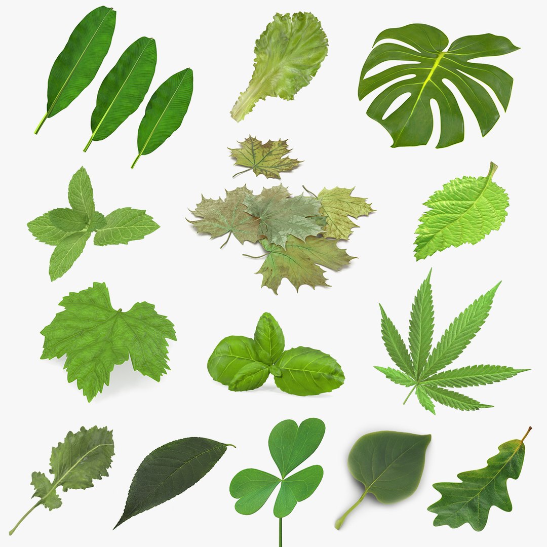 Leaves Collection 10 3D model preview