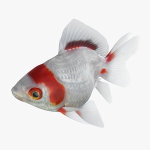 fantail goldfish rigged 3D