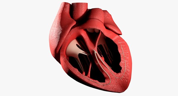 heart anatomy best 3d model