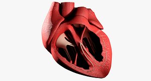 Best Human Heart 3d Model