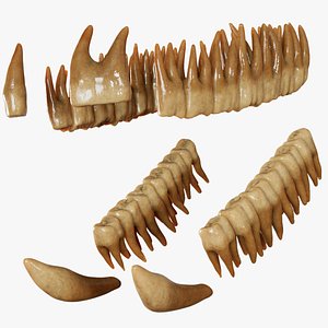 3D model Indian Rhinoceros Teeth Dentition