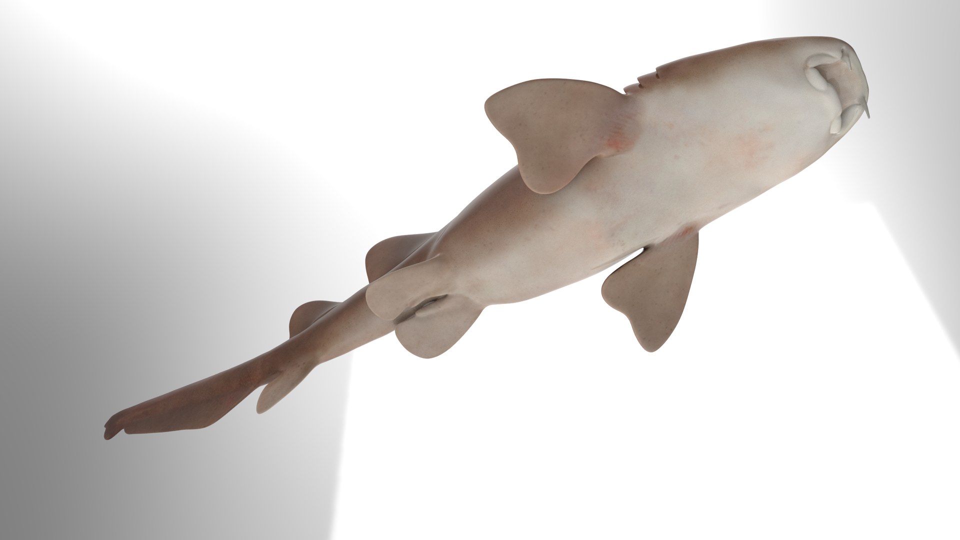 Nurse Shark 3D model https://p.turbosquid.com/ts-thumb/rz/xGNDUF/2m/6/png/1751156721/1920x1080/fit_q87/a64fdfb433383d81d8ac5618cd032dc8262772e0/6.jpg
