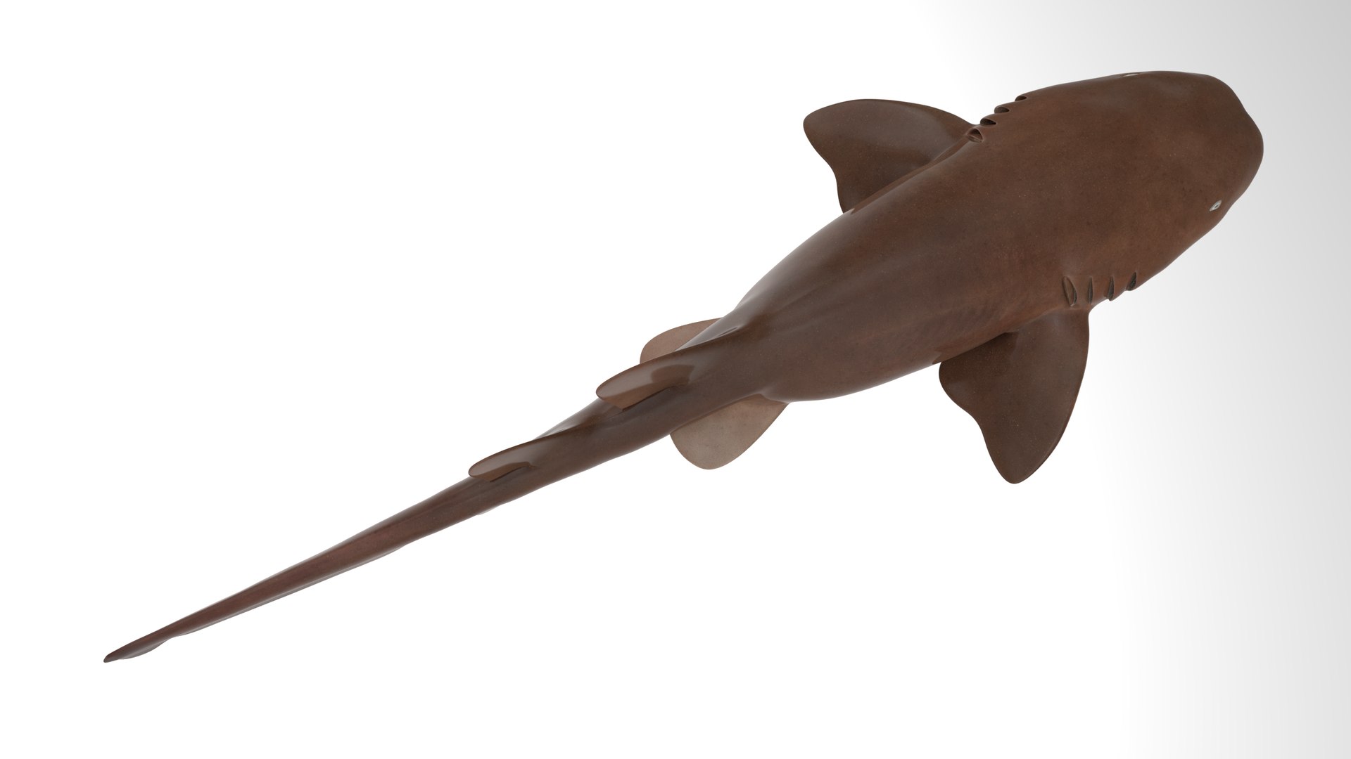 Nurse Shark 3D model https://p.turbosquid.com/ts-thumb/rz/xGNDUF/Ag/15/png/1751156729/1920x1080/fit_q87/e2161b59c61b09f349eb2a6e6d58438de40babc1/15.jpg