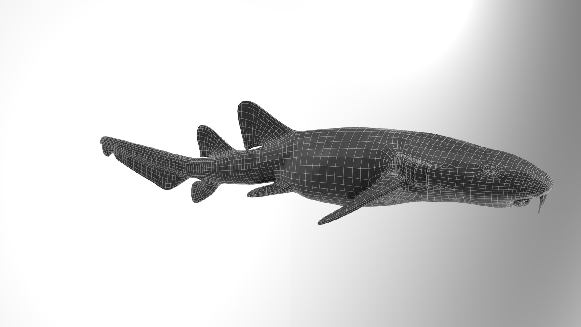 Nurse Shark 3D model https://p.turbosquid.com/ts-thumb/rz/xGNDUF/E5/render_turntable_0007/png/1751156869/1920x1080/fit_q87/a2129f8fa8eafc849c6347b22d9d6daac1606971/render_turntable_0007.jpg