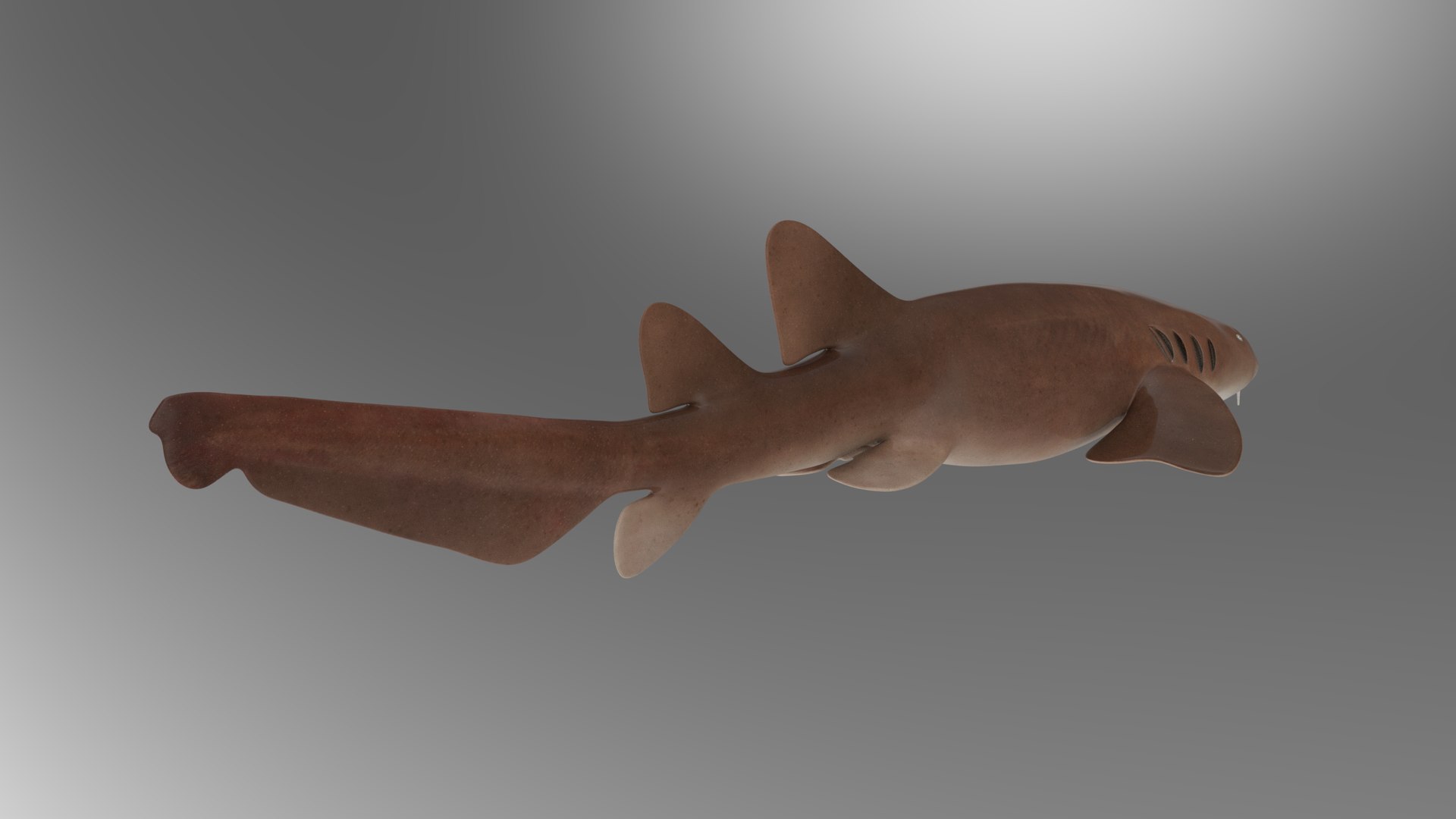 Nurse Shark 3D model https://p.turbosquid.com/ts-thumb/rz/xGNDUF/Ff/3/png/1751156743/1920x1080/fit_q87/9afbb0b265a60cc9f969e62f23776899daddef76/3.jpg