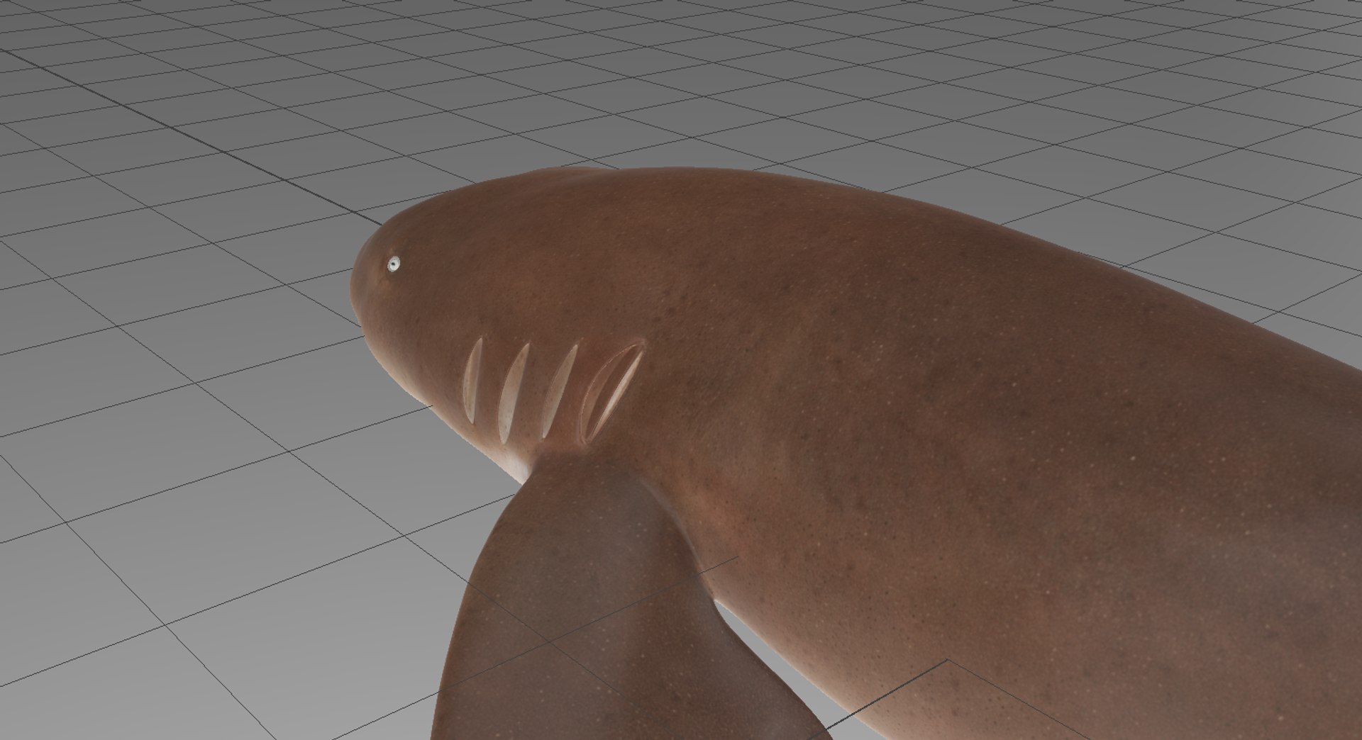 Nurse Shark 3D model https://p.turbosquid.com/ts-thumb/rz/xGNDUF/Iz/viewport1/png/1751156740/1920x1080/fit_q87/c188a1cecec57fa0e025f9fe6e58cb55fe4aa51b/viewport1.jpg