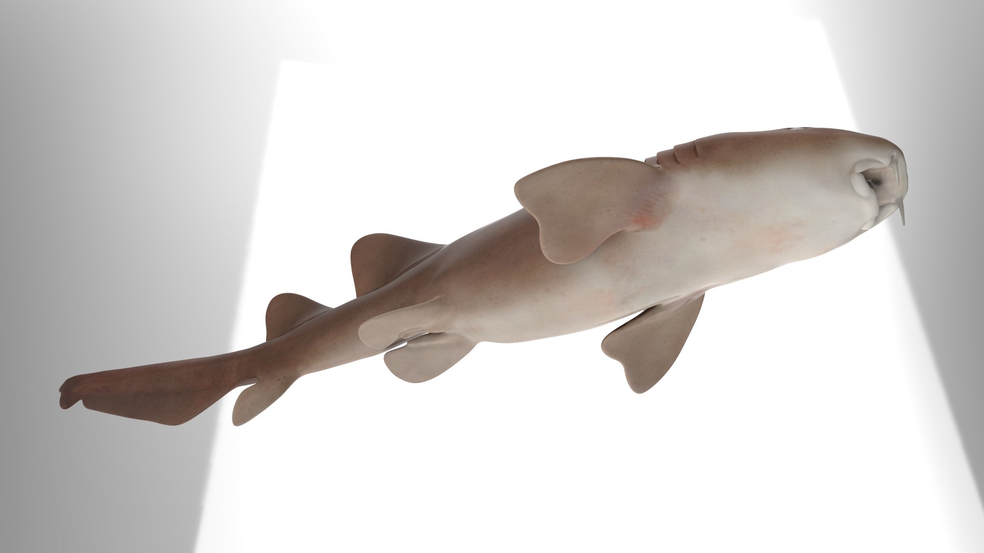 Nurse Shark 3D model https://p.turbosquid.com/ts-thumb/rz/xGNDUF/RS/11/png/1751156726/1920x1080/fit_q87/027cf49521504e61d085976ee006b79715ebf451/11.jpg