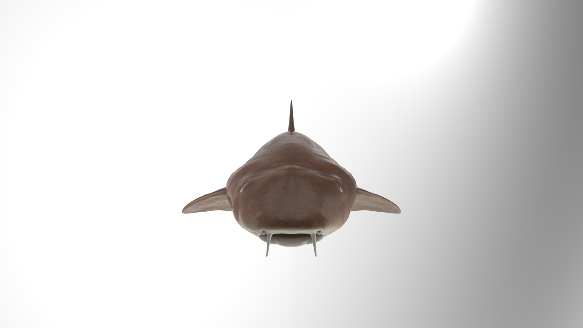 Nurse Shark 3D model https://p.turbosquid.com/ts-thumb/rz/xGNDUF/YZ/render_turntable/png/1751156600/1920x1080/turn_fit_q99/02fbd9d8ec61a8cf5d1c282379c9181911dfe24e/render_turntable-1.jpg
