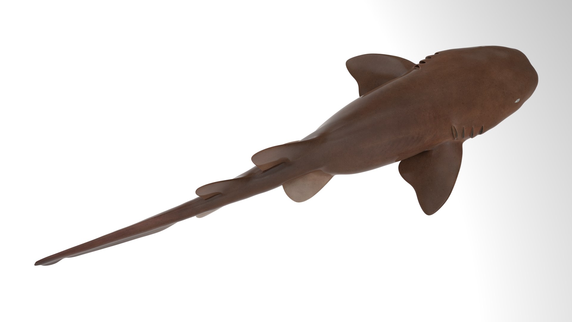 Nurse Shark 3D model https://p.turbosquid.com/ts-thumb/rz/xGNDUF/e5/14/png/1751156728/1920x1080/fit_q87/e68155a59a4dcf9d6a9b80c6a27d3b02ddca0fde/14.jpg