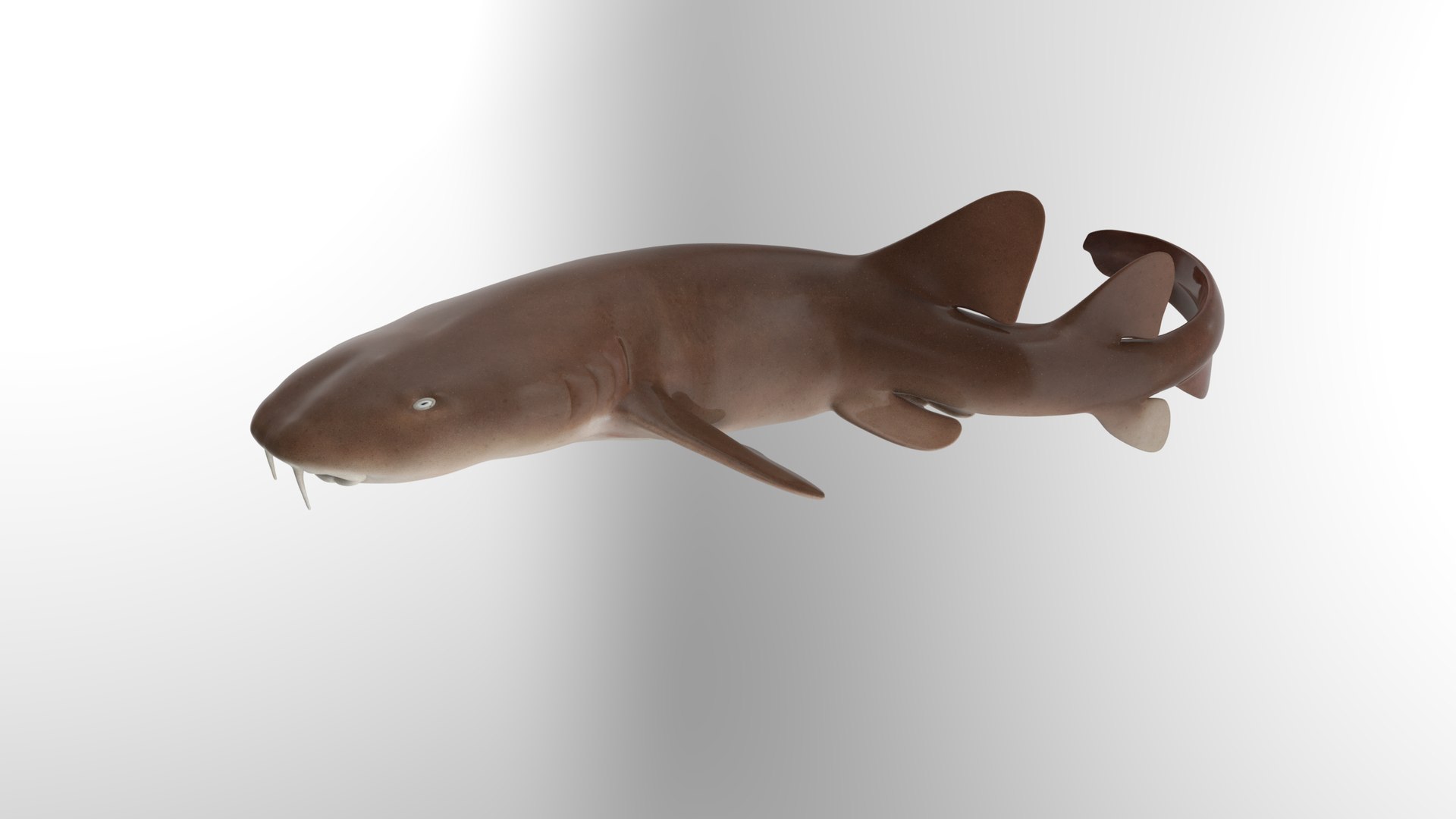 Nurse Shark 3D model https://p.turbosquid.com/ts-thumb/rz/xGNDUF/ex/21/png/1751156735/1920x1080/fit_q87/d6ee71dde5ead91f0e0b8fa4c85e3f1cb8d3cfca/21.jpg