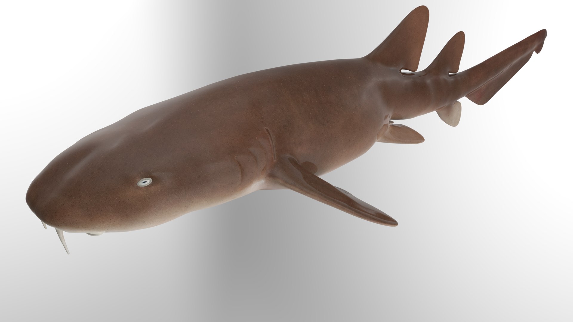 Nurse Shark 3D model https://p.turbosquid.com/ts-thumb/rz/xGNDUF/jK/4/png/1751156721/1920x1080/fit_q87/b97bb7f026d0168ba918474f0e23003cf346edb5/4.jpg