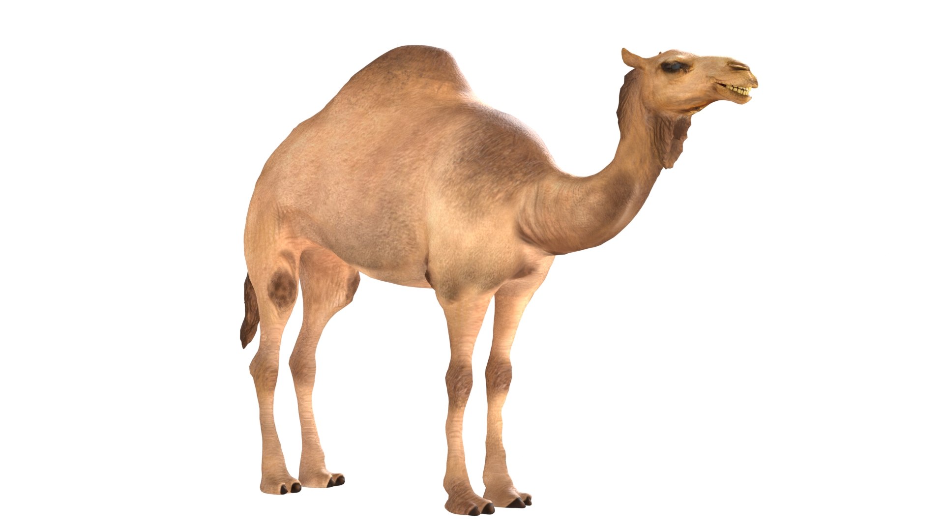Camel 3D model https://p.turbosquid.com/ts-thumb/s0/3F5CTd/9E/2/jpg/1785210777/1920x1080/fit_q87/64e0b3b06ef7248afca379c522d39b4a30833b8a/2.jpg