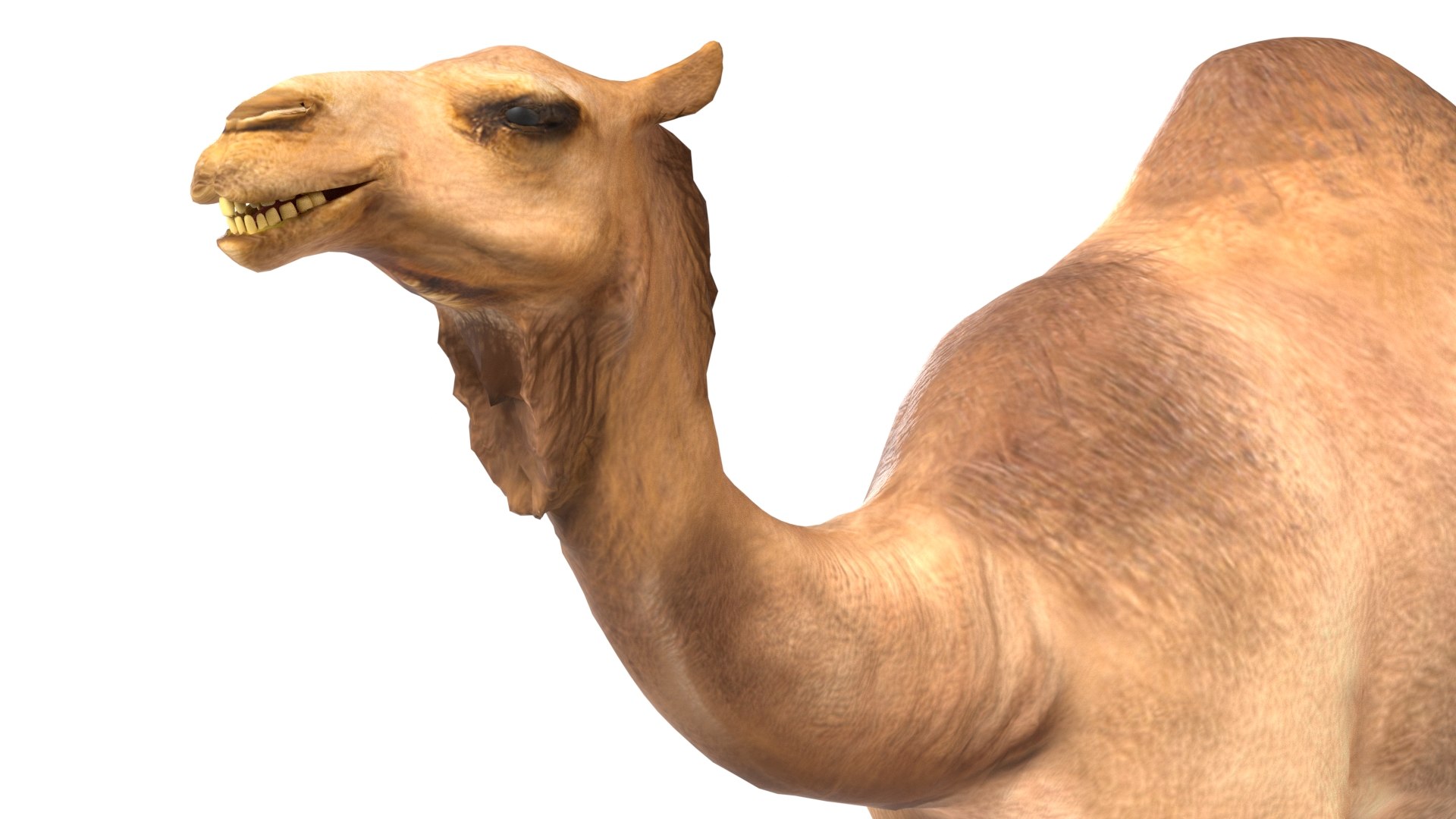 Camel 3D model https://p.turbosquid.com/ts-thumb/s0/3F5CTd/9N/5/jpg/1785210812/1920x1080/fit_q87/66a736eecd040b732d443534d2cc045236e8e8dd/5.jpg