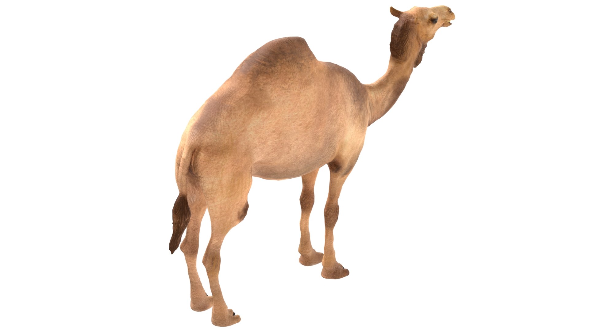 Camel 3D model https://p.turbosquid.com/ts-thumb/s0/3F5CTd/uO/4/jpg/1785210778/1920x1080/fit_q87/14a07d6f4ec26a40ec2a7fea30a92a181cc662fa/4.jpg