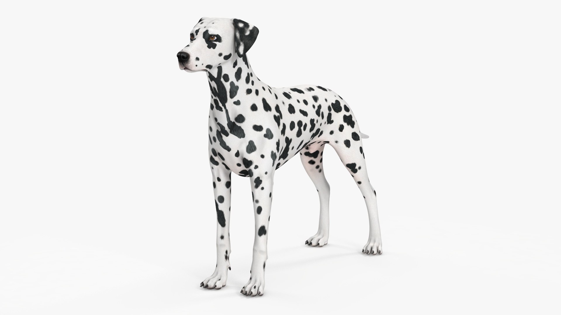 Dalmatian Dog 3D model preview