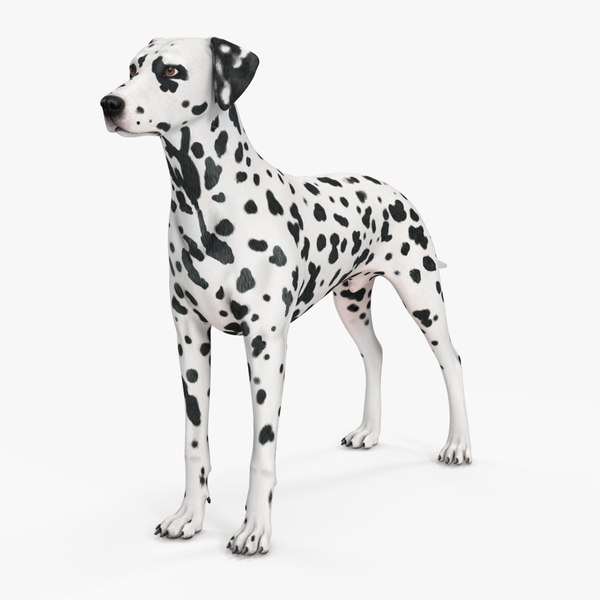 Dalmatian Dog 3D model