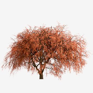 Set of Weeping Japanese Maple or Acer Palmatum Trees - 2 Trees 3D model