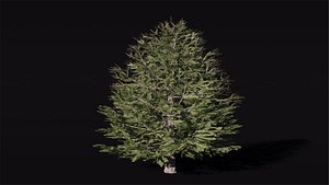 Tree Larchsiberian Green A1