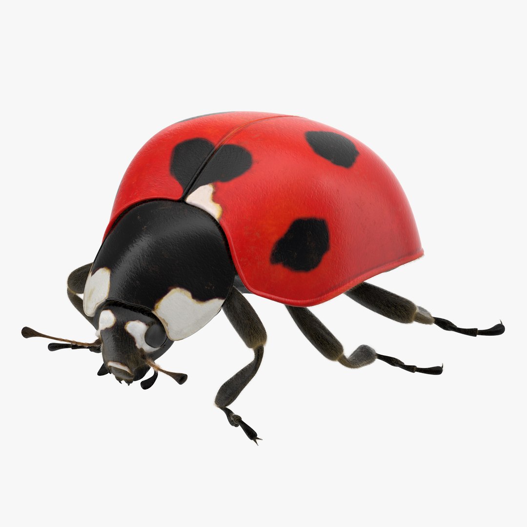 Ladybug 3d. Божьи коровки. Ladybug 3d. 3d модель божьей коровки. Ladybug 3d model dl.