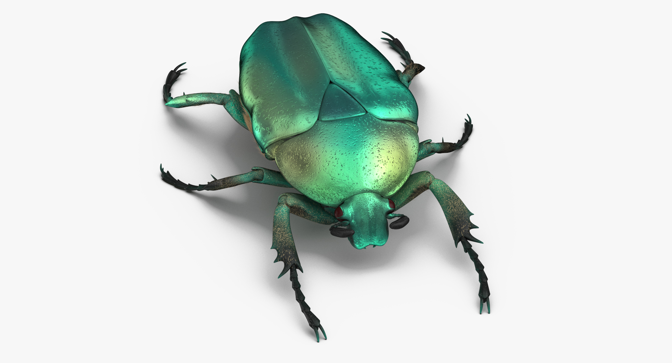 modelo 3d Colección de insectos 02 - 92 productos - TurboSquid 1398084