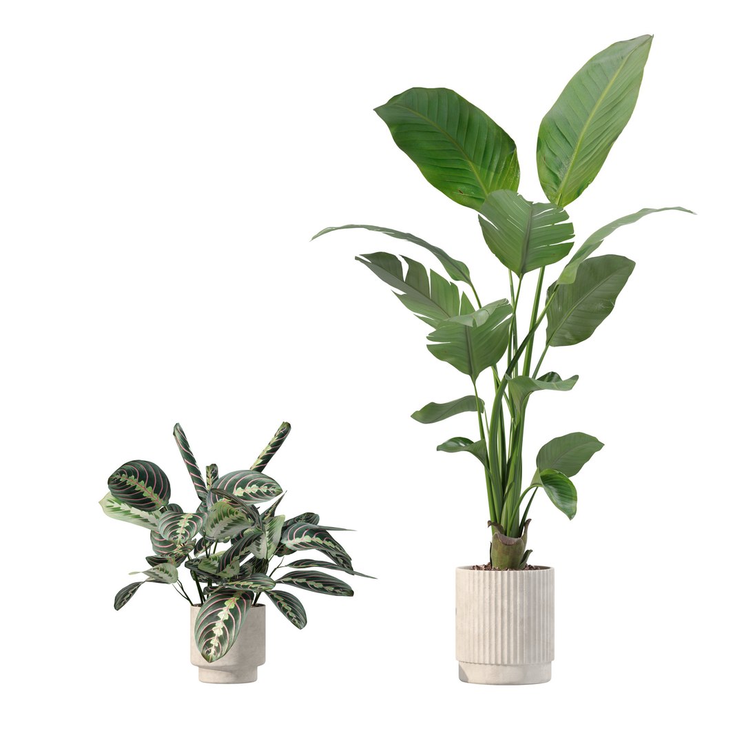 20 Photorealistic Flowers for Interiors - set 203 205 207 209 3D model https://p.turbosquid.com/ts-thumb/s0/Y9PjTu/9S/3/jpg/1727370670/1920x1080/fit_q87/90234a37260086b57811fe206e259d1812f11706/3.jpg