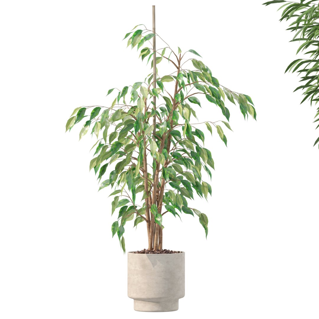 20 Photorealistic Flowers for Interiors - set 203 205 207 209 3D model https://p.turbosquid.com/ts-thumb/s0/Y9PjTu/fU/14/jpg/1727370648/1920x1080/fit_q87/9050bca47aa9a5beb490838dc93c355412e0bf1f/14.jpg