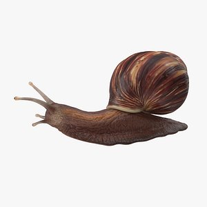 Grove snail 02