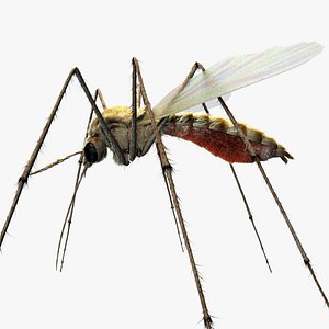 3D Mosquito