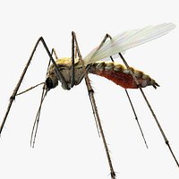 Mosquito