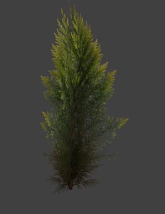 3D conifer tree model