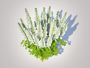 Baptisia australis - False IndigoWhite 3D