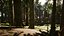 Redwood Forest for Game Ready