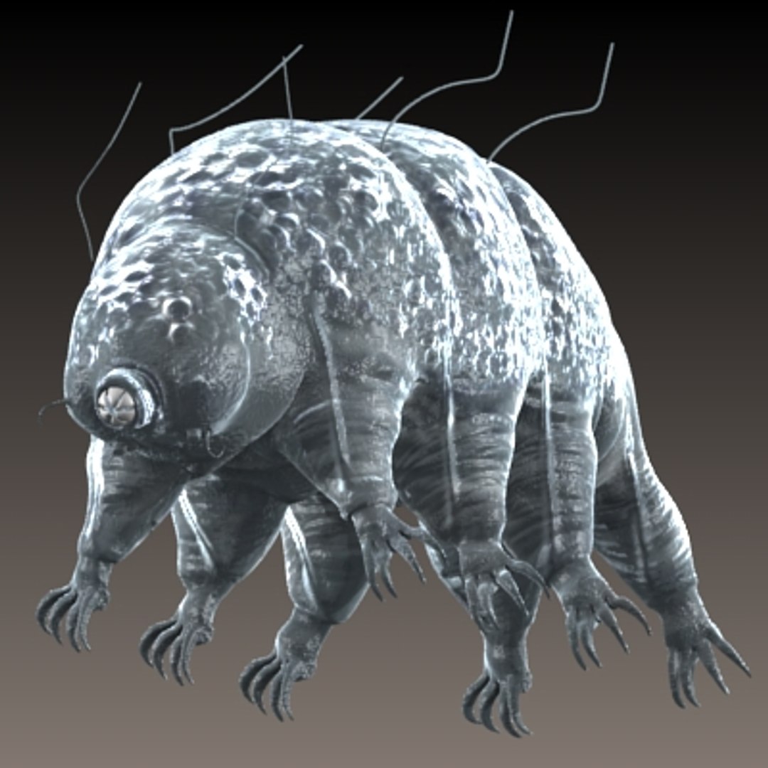 tardigrade bear 3d model https://p.turbosquid.com/ts-thumb/s0/reTcjo/GrL7u3ah/5/jpg/1231255643/1920x1080/fit_q87/5b4dc294cb3fb7721924ec3a4cb305d9cef8bfba/5.jpg