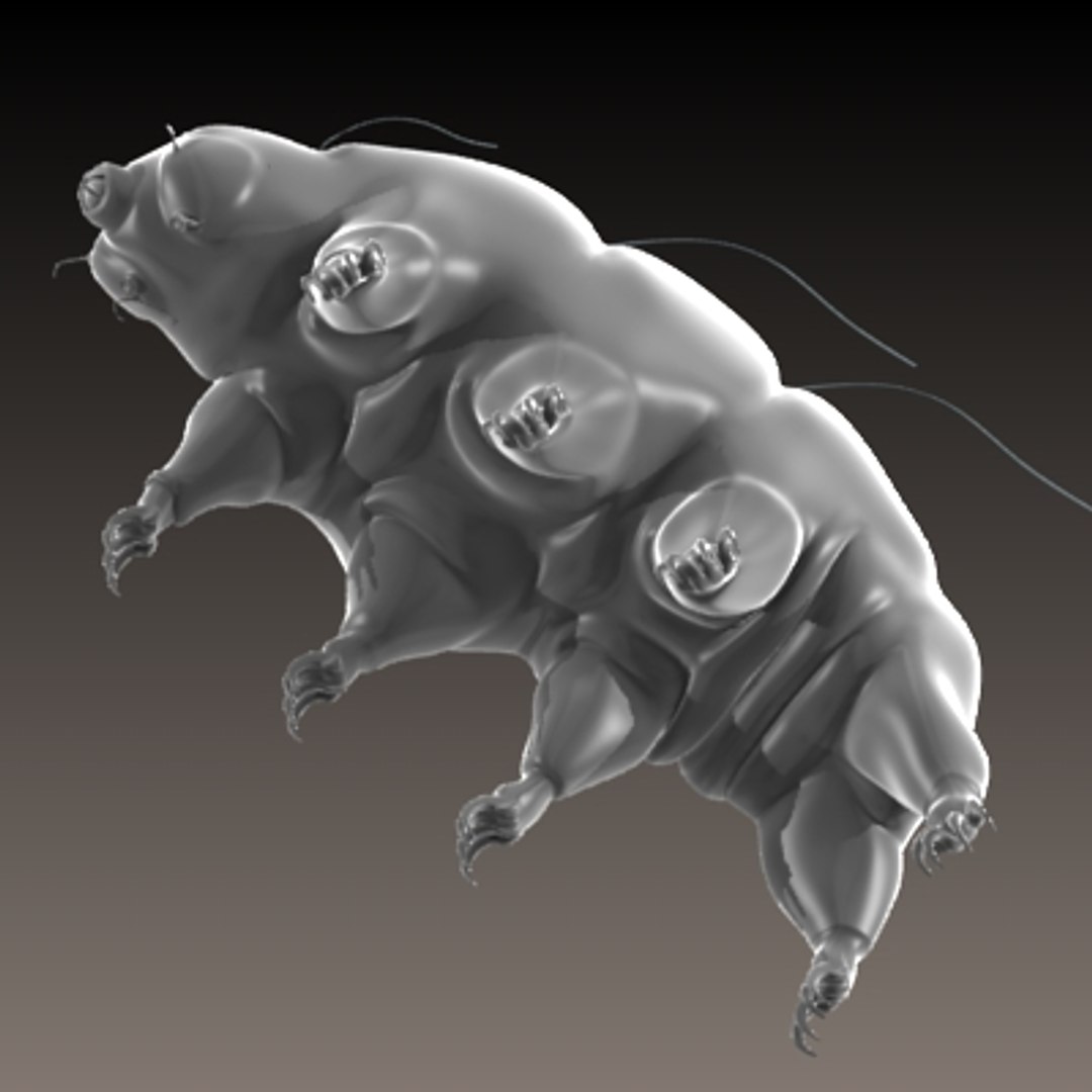 tardigrade bear 3d model https://p.turbosquid.com/ts-thumb/s0/reTcjo/bjjVi74d/clay2/jpg/1231255656/1920x1080/fit_q87/cefff9842a3ef9662e47eeaf8e77772241bd2059/clay2.jpg