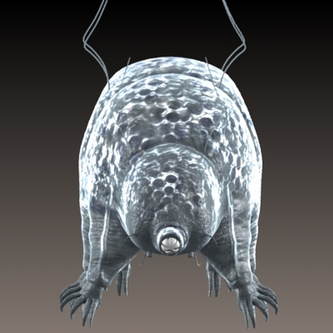 tardigrade bear 3d model https://p.turbosquid.com/ts-thumb/s0/reTcjo/qsVGa8Ez/3/jpg/1231255634/1920x1080/fit_q87/a221e7644c5af5ef7b16ed843076e7bb387ae2d2/3.jpg