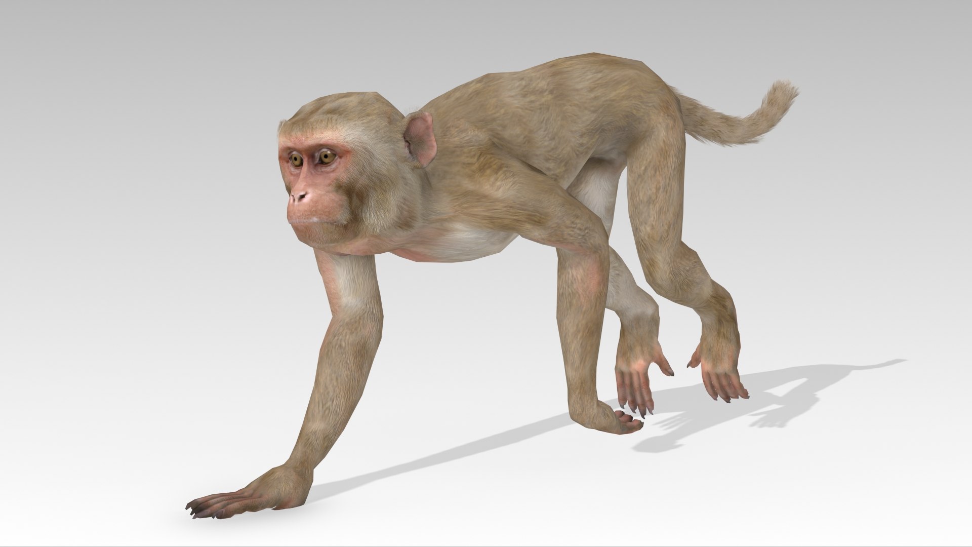 Macaque Model - TurboSquid 2101689