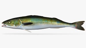 3D sablefish fish