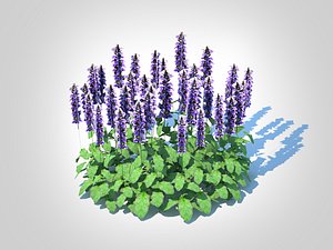 3D Ajuga Catlins Giant Bugleweed