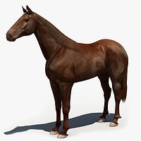 Horse_3d Model