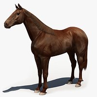Horse_3d Model
