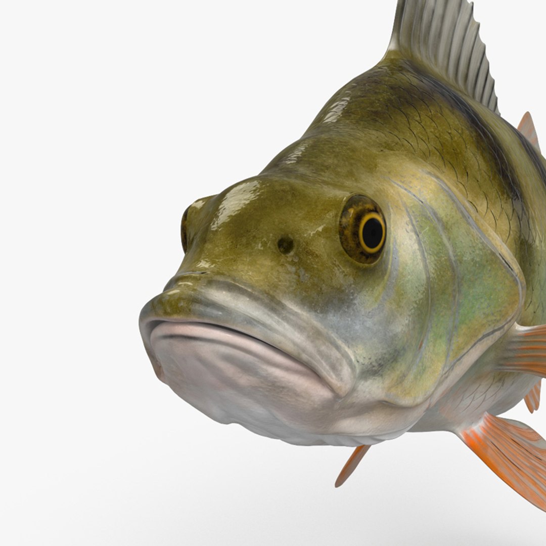Perch HD 3D model - TurboSquid 1753478