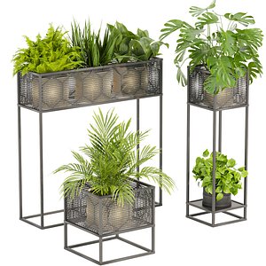 Collection plant vol 375 - indoor - banana - pothos - fern - palm - monstera - blender - 3dmax - cin 3D model