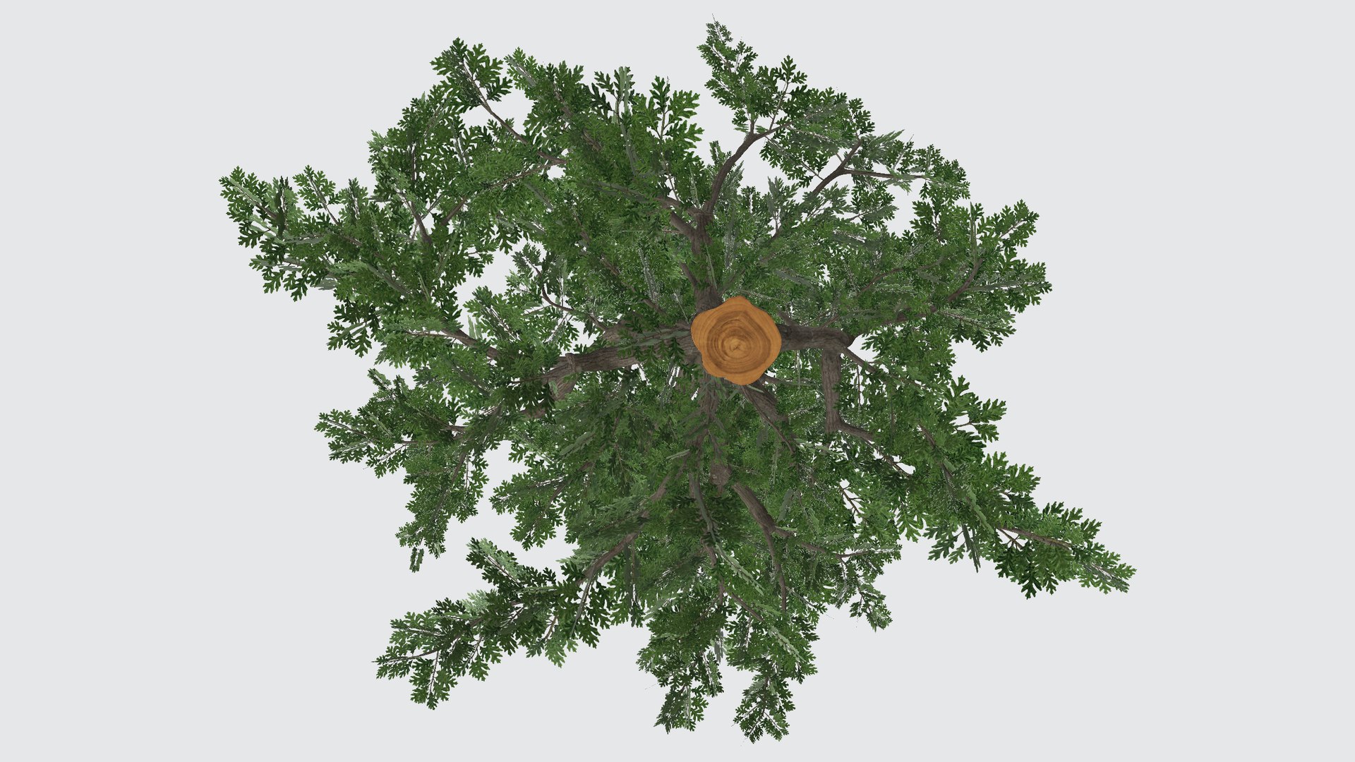 White Oak Tree 3D https://p.turbosquid.com/ts-thumb/s1/SDJHi0/4v/whiteoaktree00123456/png/1735224068/1920x1080/fit_q87/6457fae94c2f8dab0791ba79f83bb3731427eed7/whiteoaktree00123456.jpg