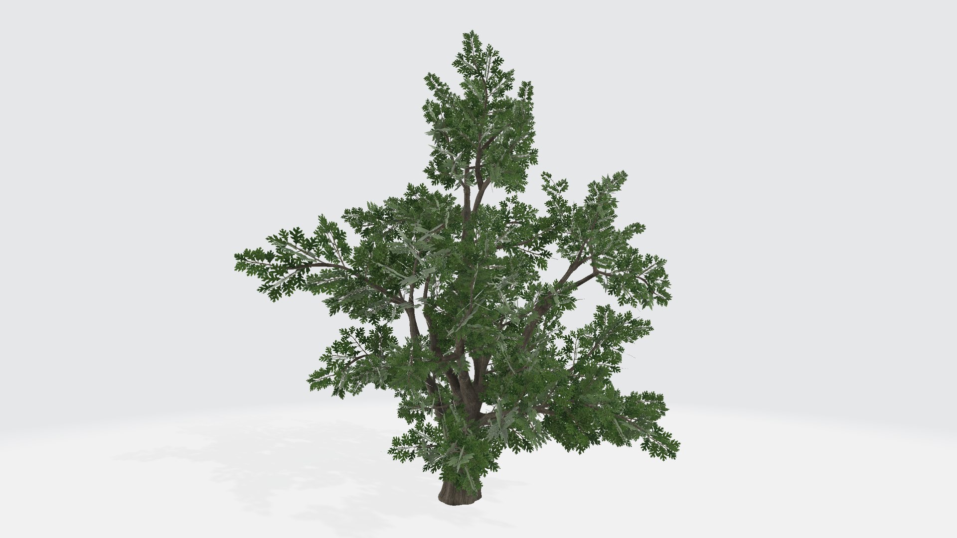 White Oak Tree 3D https://p.turbosquid.com/ts-thumb/s1/SDJHi0/68/whiteoaktree00123/png/1735224061/1920x1080/fit_q87/3d577792685adef466f6a096108776c7178ea050/whiteoaktree00123.jpg