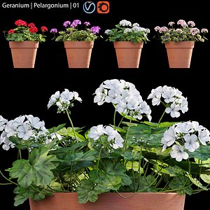 Pelargonium - Geranium 3D