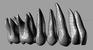 Maxilla Teeth Surface