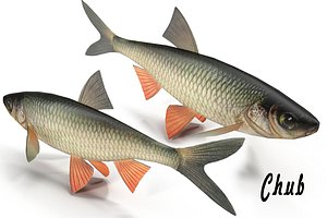 3d model fish