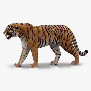3D bengal tiger rigged fur model