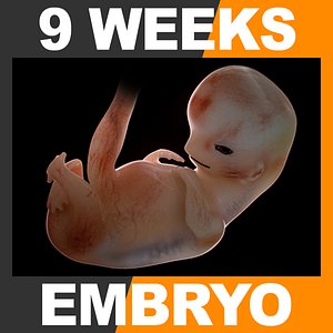9 weeks human embryo 3d c4d
