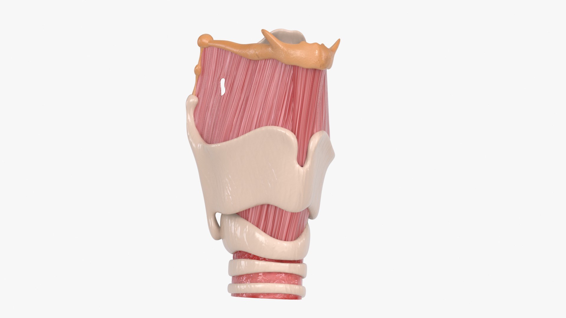 Larynx 3D https://p.turbosquid.com/ts-thumb/s2/H6PL7D/Ky/larynx_main_pr_f_0144/jpg/1766930104/1920x1080/fit_q87/c5aa673c773d5ecc56f95854928369dfe2e0698b/larynx_main_pr_f_0144.jpg